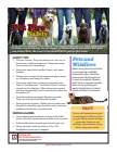 Pet Fire Safety Opens in new window
